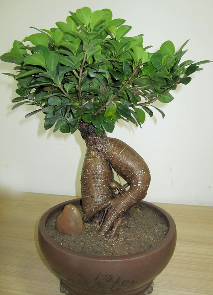 人生榕