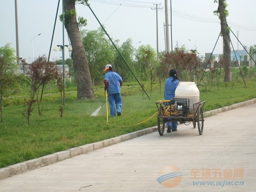 合肥绿植养护