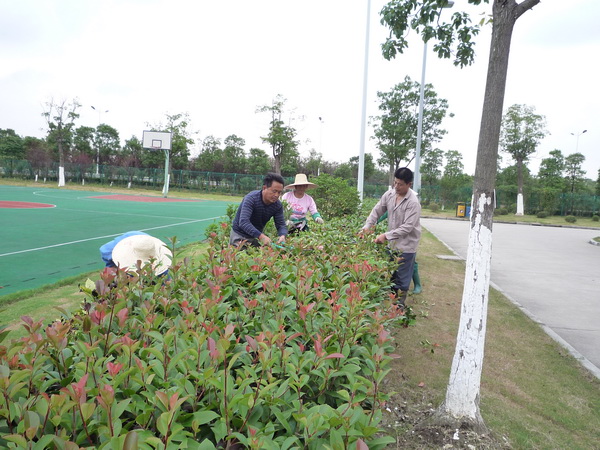 合肥绿植养护