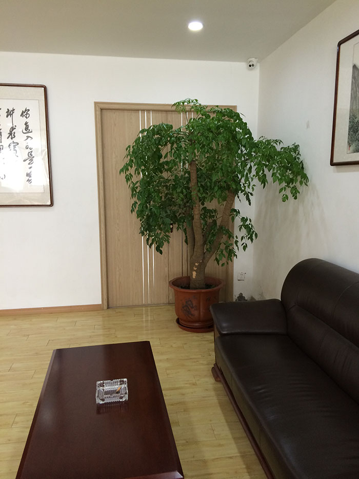 合肥绿植租摆