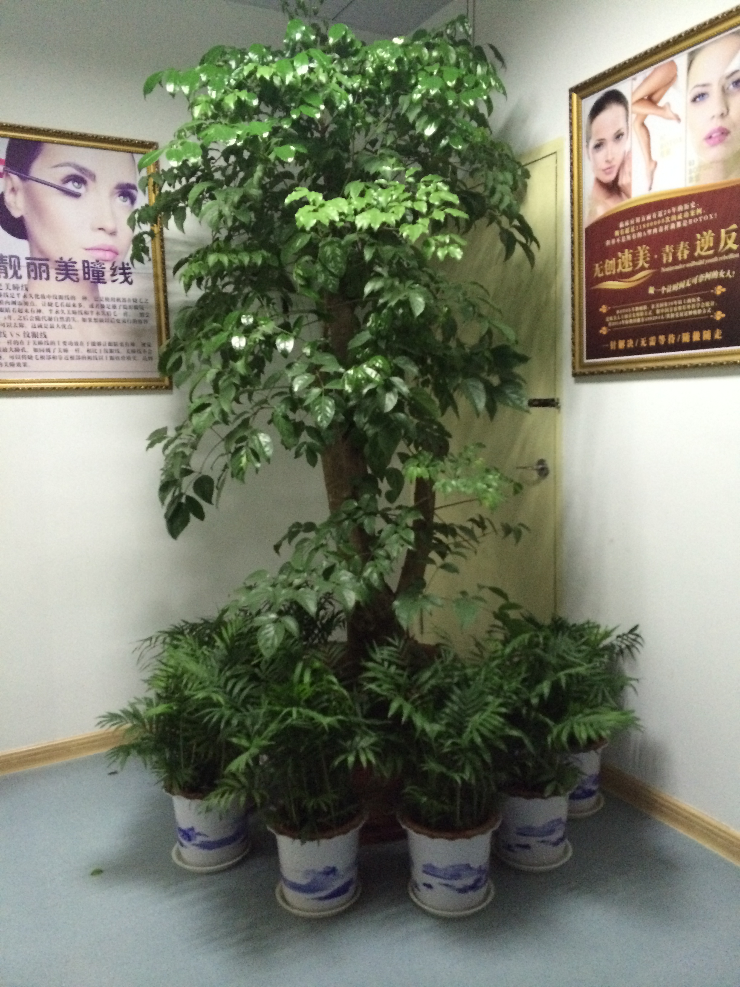 合肥绿植租摆
