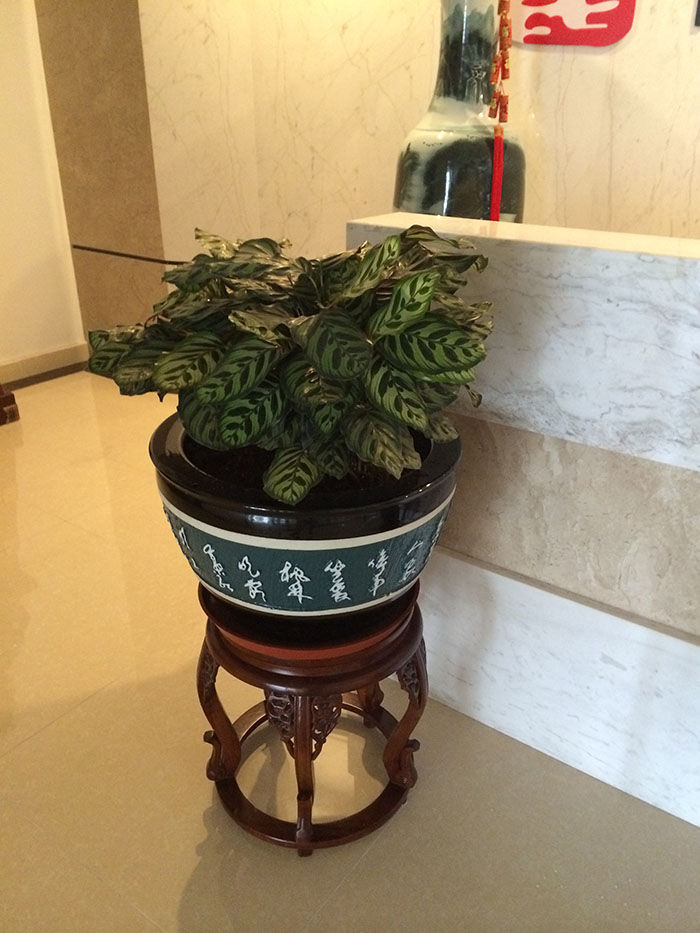 合肥绿植租摆