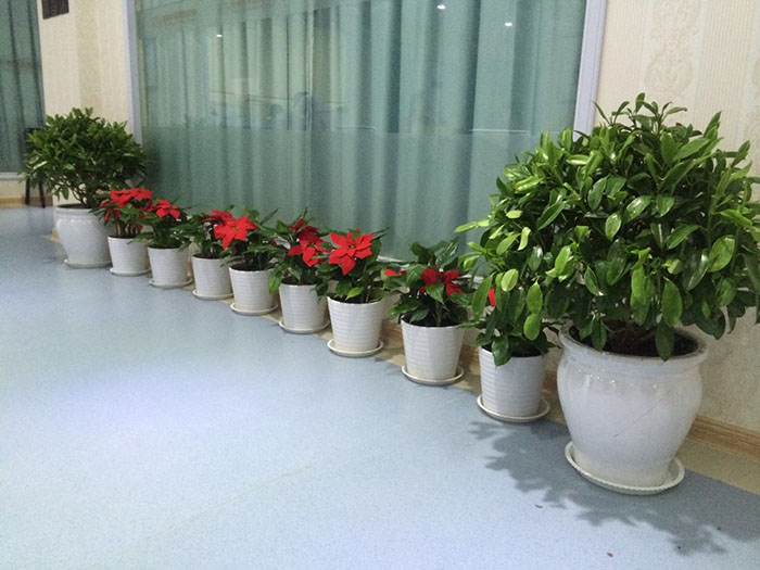 合肥绿植租赁