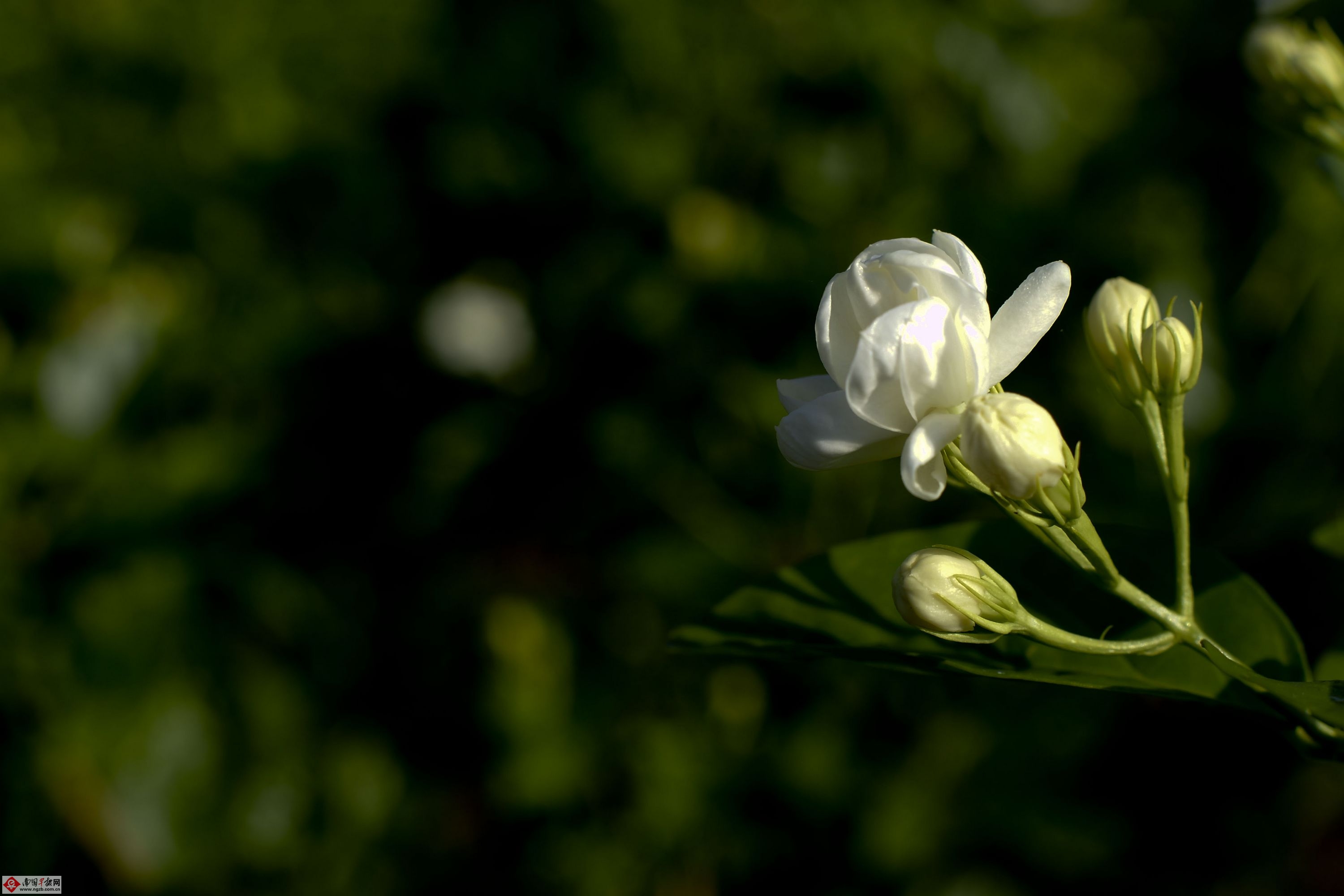 合肥绿植养护