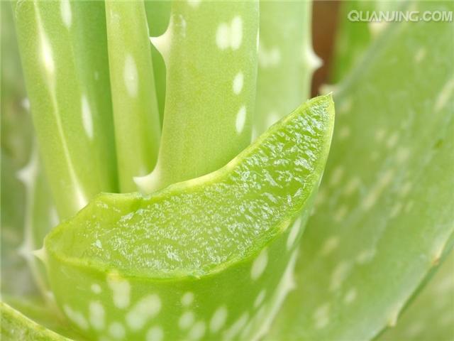 合肥绿植养护